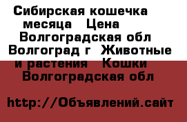 Сибирская кошечка 1,5 месяца › Цена ­ 100 - Волгоградская обл., Волгоград г. Животные и растения » Кошки   . Волгоградская обл.